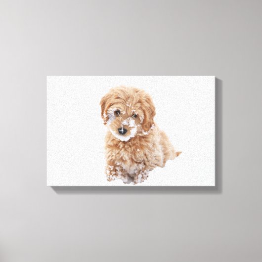 Goldendoedle Puppy met sneeuw op gezicht Canvas Afdruk (Voorkant)