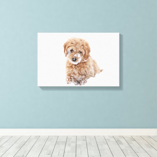 Goldendoedle Puppy met sneeuw op gezicht Canvas Afdruk (Insitu (Houten vloer))
