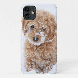 Goldendoedle Puppy met sneeuw op gezicht Case-Mate iPhone Case