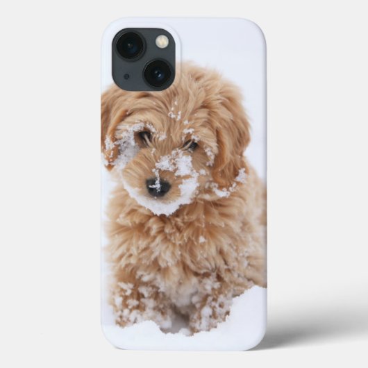 Goldendoedle Puppy met sneeuw op gezicht Case-Mate iPhone Case (Achterkant)