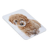 Goldendoedle Puppy met sneeuw op gezicht Magneet (Rechterzijde)