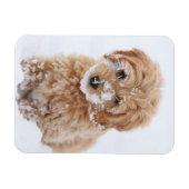 Goldendoedle Puppy met sneeuw op gezicht Magneet (Horizontaal)