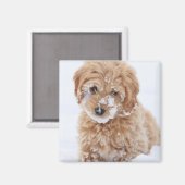 Goldendoedle Puppy met sneeuw op gezicht Magneet (Voorkant / Achterkant)