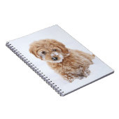 Goldendoedle Puppy met sneeuw op gezicht Notitieboek (Rechterzijde)