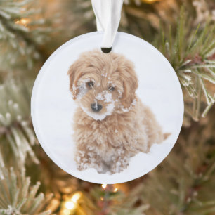 Goldendoedle Puppy met sneeuw op gezicht Ornament
