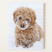 Goldendoedle Puppy met sneeuw op gezicht Planner (Achterkant)