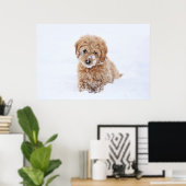 Goldendoedle Puppy met sneeuw op gezicht Poster (Thuiskantoor)