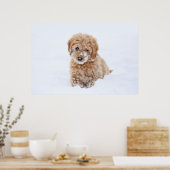 Goldendoedle Puppy met sneeuw op gezicht Poster (Keuken)
