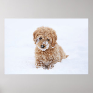 Goldendoedle Puppy met sneeuw op gezicht Poster