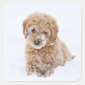 Goldendoedle Puppy met sneeuw op gezicht Vierkante Sticker (Voorkant)