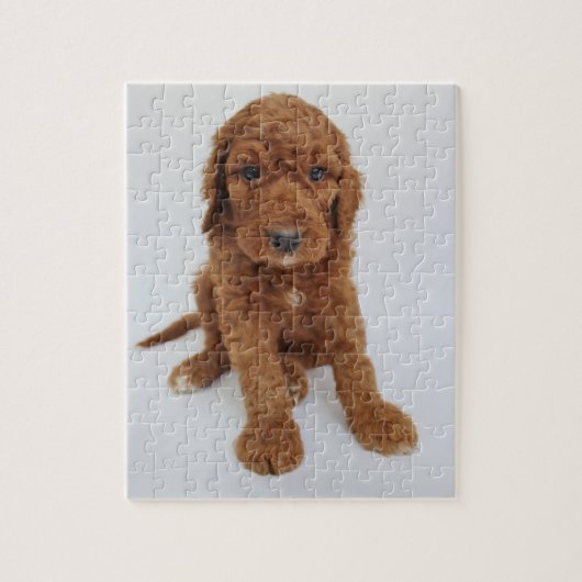 Goldendoedle puppy puzzel (Verticaal)