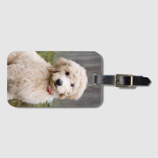 Goldendoedle Puppy Sits in Grass Bagagelabel (Voorkant (horizontaal))