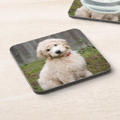 Goldendoedle Puppy Sits in Grass Bier Onderzetter (Linkerzijde)