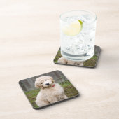 Goldendoedle Puppy Sits in Grass Bier Onderzetter (Rechterzijde)