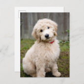 Goldendoedle Puppy Sits in Grass Briefkaart (Voorkant / Achterkant)
