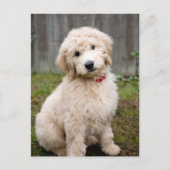 Goldendoedle Puppy Sits in Grass Briefkaart (Voorkant)