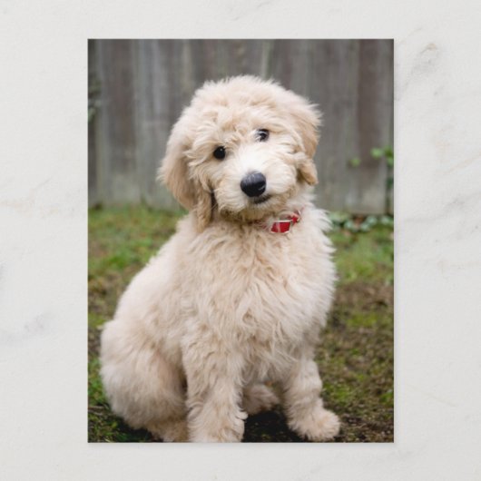 Goldendoedle Puppy Sits in Grass Briefkaart (Voorkant)