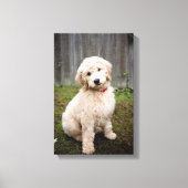 Goldendoedle Puppy Sits in Grass Canvas Afdruk (Voorkant)