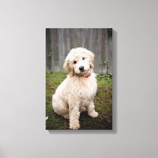 Goldendoedle Puppy Sits in Grass Canvas Afdruk (Voorkant)
