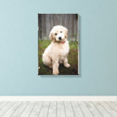 Goldendoedle Puppy Sits in Grass Canvas Afdruk (Insitu (Houten vloer))