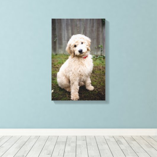Goldendoedle Puppy Sits in Grass Canvas Afdruk (Insitu (Houten vloer))
