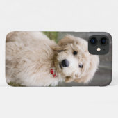 Goldendoedle Puppy Sits in Grass Case-Mate iPhone Case (Achterkant (horizontaal))
