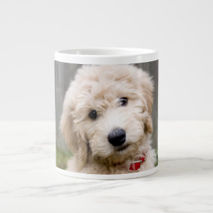Goldendoedle Puppy Sits in Grass Grote Koffiekop