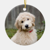 Goldendoedle Puppy Sits in Grass Keramisch Ornament (Voorkant)