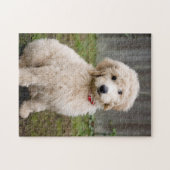 Goldendoedle Puppy Sits in Grass Legpuzzel (Horizontaal)
