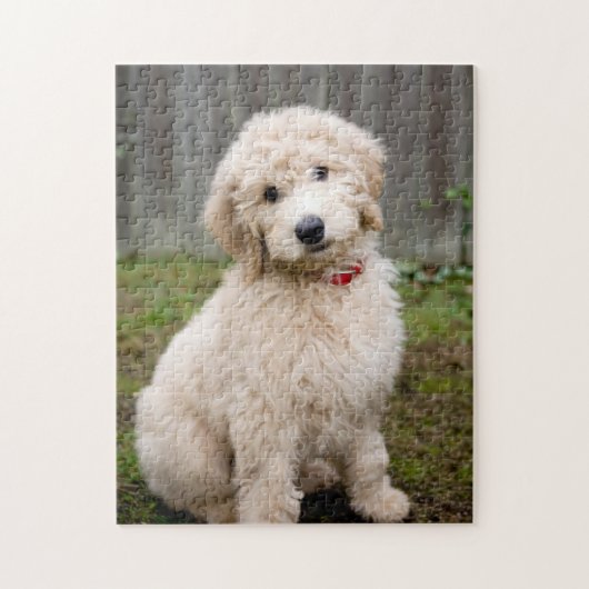 Goldendoedle Puppy Sits in Grass Legpuzzel (Verticaal)