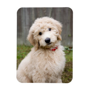 Goldendoedle Puppy Sits in Grass Magneet