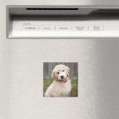 Goldendoedle Puppy Sits in Grass Magneet (Insitu (Vaatwasser))