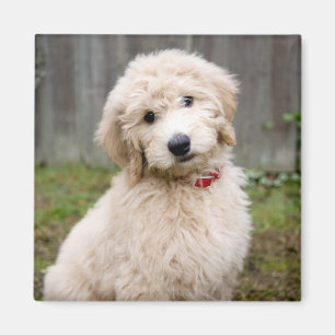Goldendoedle Puppy Sits in Grass Magneet