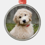 Goldendoedle Puppy Sits in Grass Metalen Ornament (Voorkant)