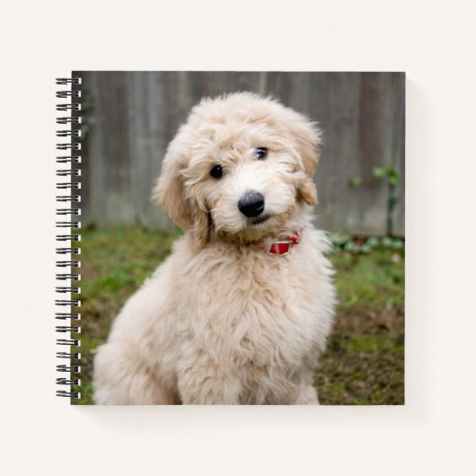 Goldendoedle Puppy Sits in Grass Notitieboek (Voorkant)