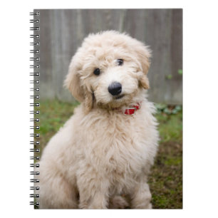 Goldendoedle Puppy Sits in Grass Notitieboek