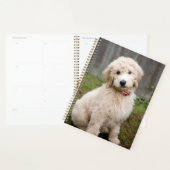 Goldendoedle Puppy Sits in Grass Planner (Display)
