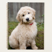 Goldendoedle Puppy Sits in Grass Planner (Voorkant)