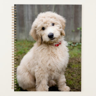 Goldendoedle Puppy Sits in Grass Planner
