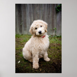 Goldendoedle Puppy Sits in Grass Poster