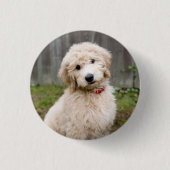 Goldendoedle Puppy Sits in Grass Ronde Button 3,2 Cm (Voorkant)