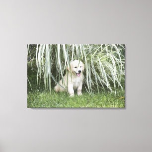 Goldendoedle puppy zittend onder hoge grassen canvas afdruk