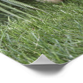 Goldendoedle puppy zittend onder hoge grassen poster (Hoek)