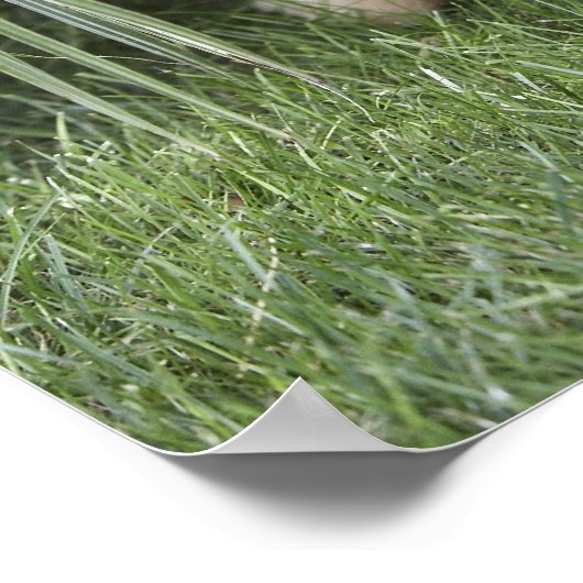 Goldendoedle puppy zittend onder hoge grassen poster (Hoek)