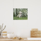 Goldendoedle puppy zittend onder hoge grassen poster (Keuken)