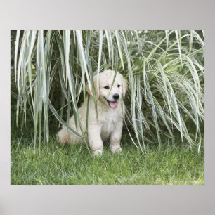 Goldendoedle puppy zittend onder hoge grassen poster