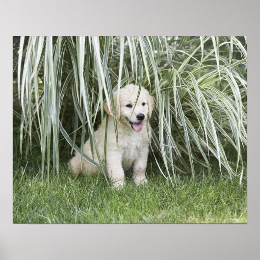 Goldendoedle puppy zittend onder hoge grassen poster (Voorkant)