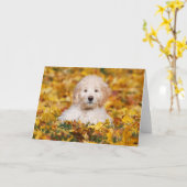 Goldendoekje puppy in valleien kaart (Gele Bloem)