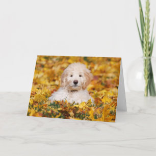 Goldendoekje puppy in valleien kaart