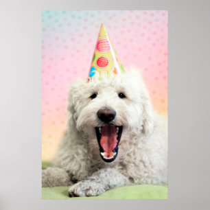 Goldendoele met Pet Poster